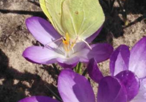 Seledynowy motyl siedzący na krokusie.